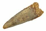 Fossil Spinosaurus Tooth - Real Dinosaur Tooth #353115-1